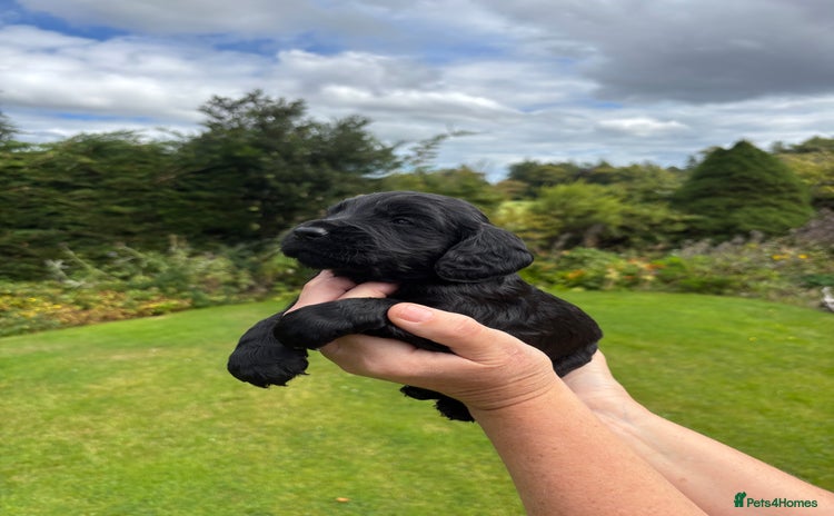 Cocker Spaniel dogs - Advert 4