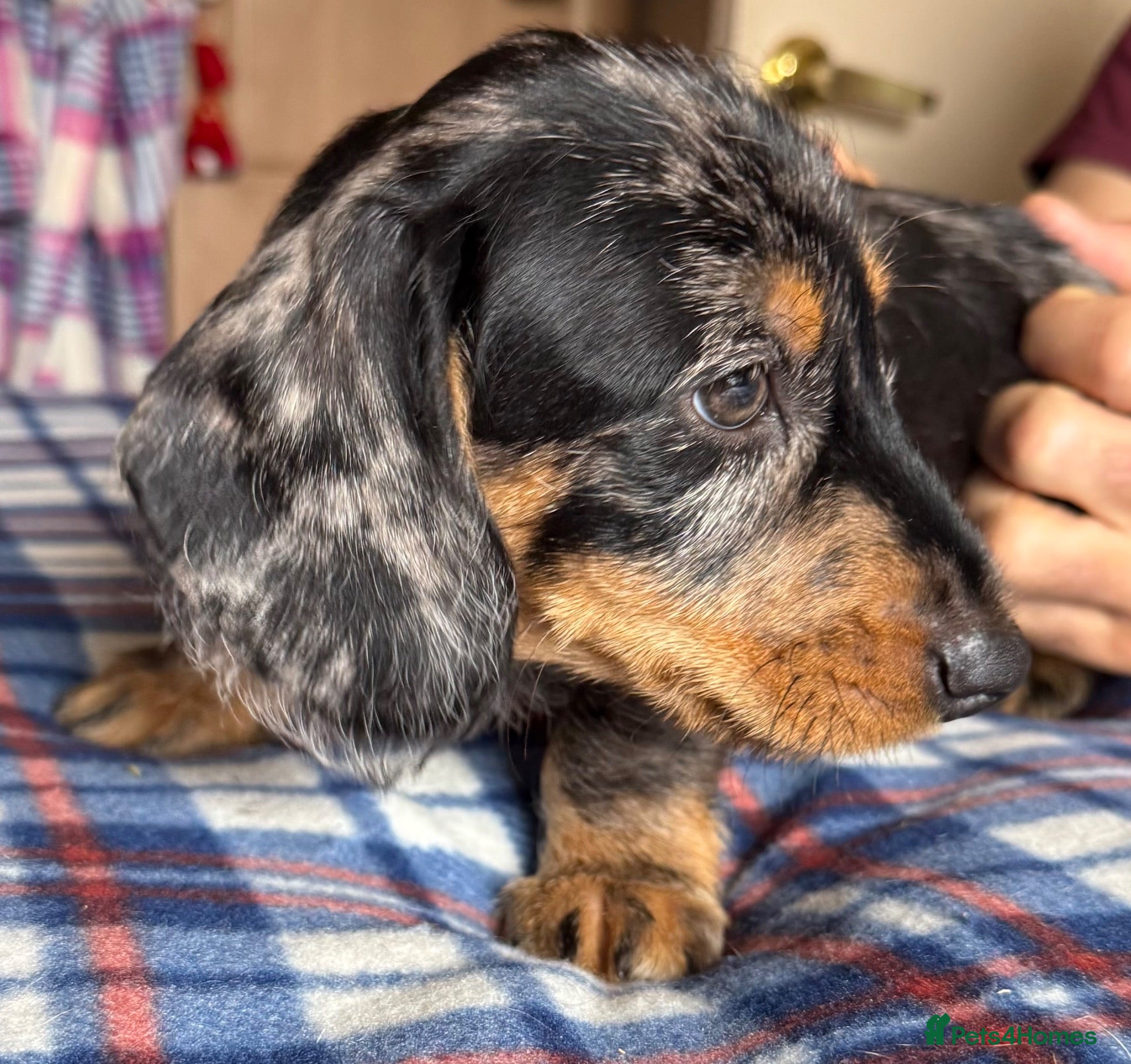 Dachshund dogs Wire Haired Dachshund Tweenies - Advert 2