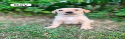 Labrador Retriever dogs for sale: READY TO GONOW 8beautiful labrador kchealthcheaked - Advert 23