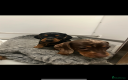 Miniature Dachshund dogs for sale: Tiny miniature dachshund puppies  - Image 3