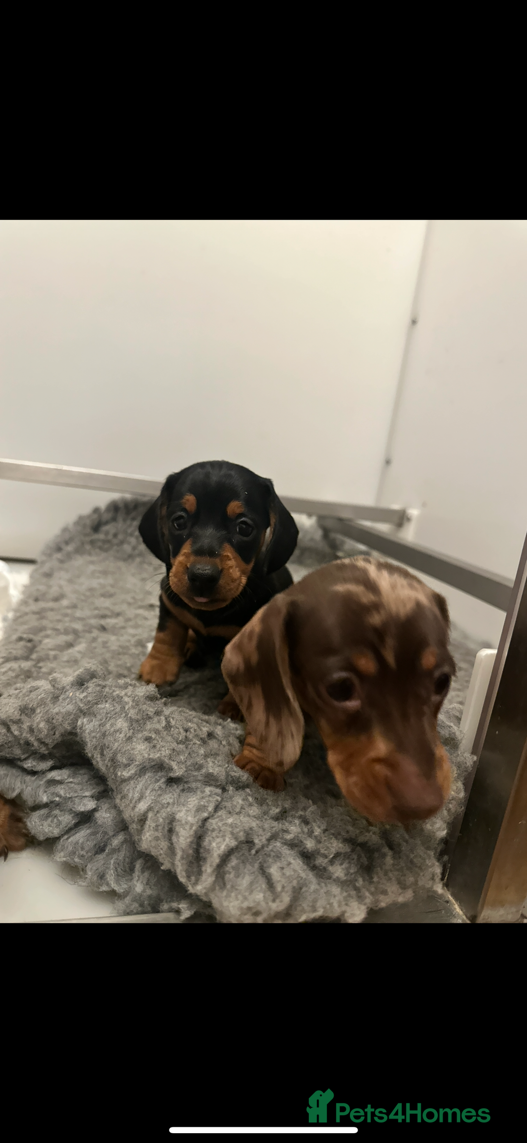 Miniature Dachshund dogs for sale: Tiny miniature dachshund puppies  - Image 3