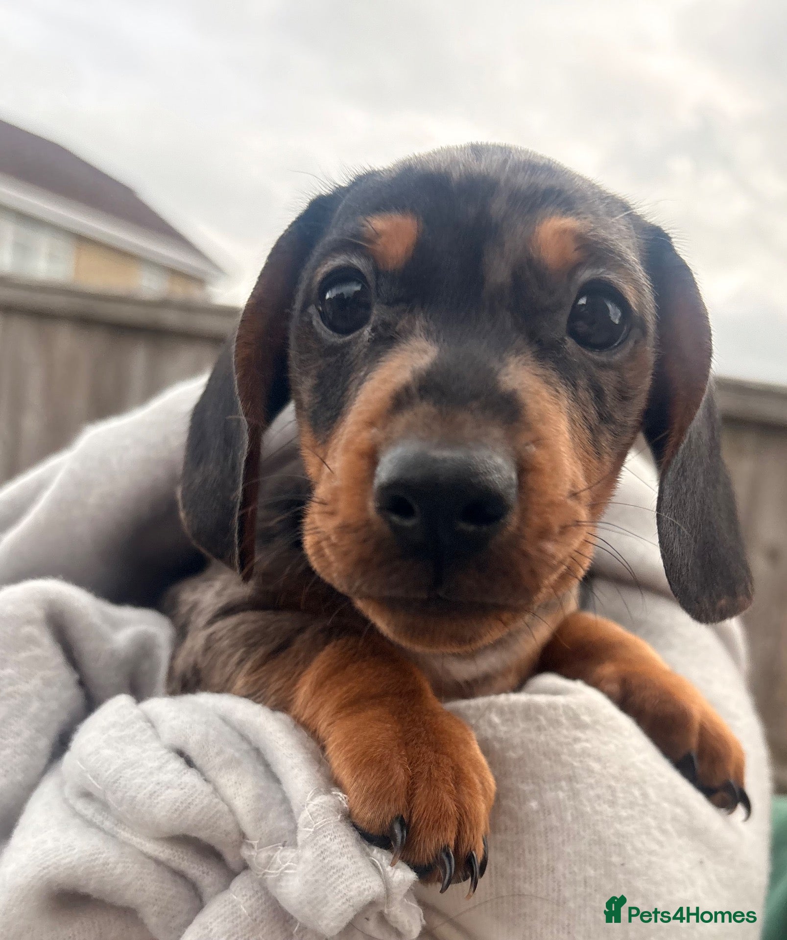 Miniature Dachshund dogs Ready now, male dapple miniature dachshund  - Advert 5