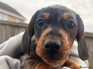Miniature Dachshund dogs Ready now, male dapple miniature dachshund - Advert 5