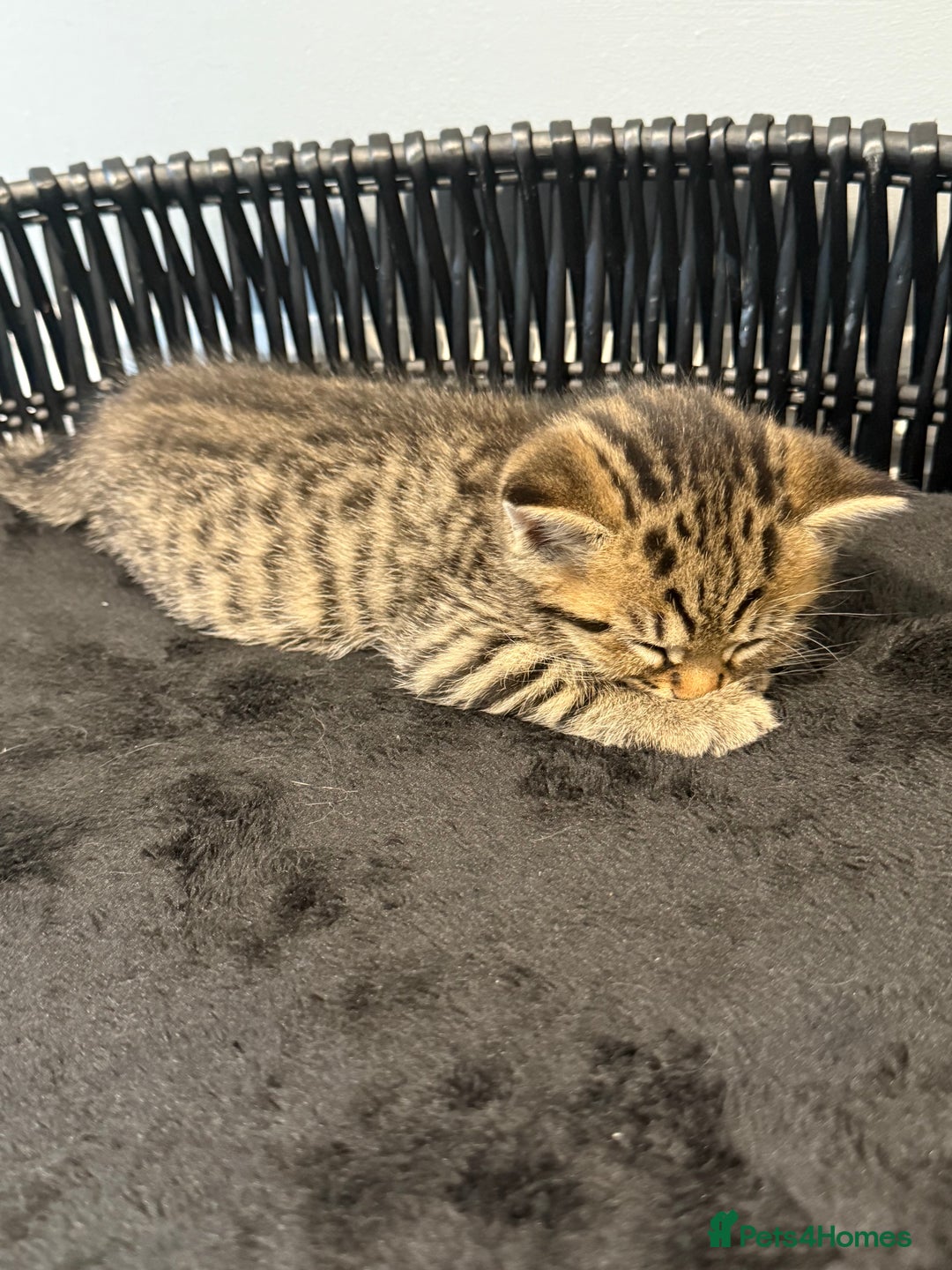 British Shorthair cats for sale: Kittens ready to leave  - Image 7