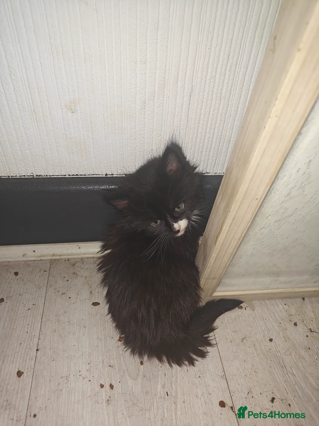 Mixed Breed cats for sale: 4Kittens  - Advert 4