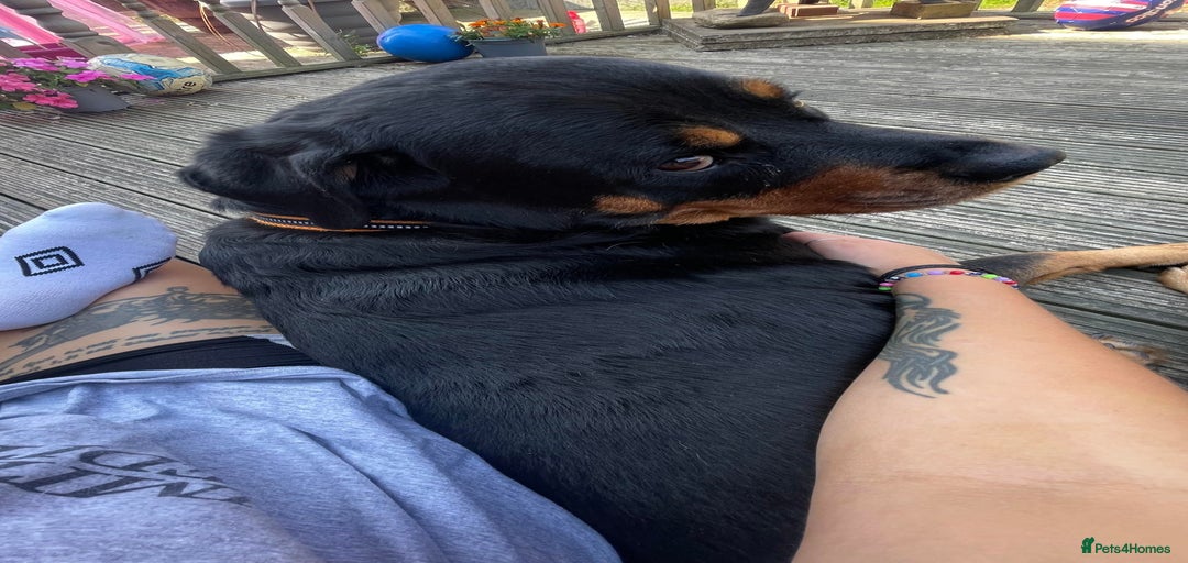 Gallery Image {{count}}