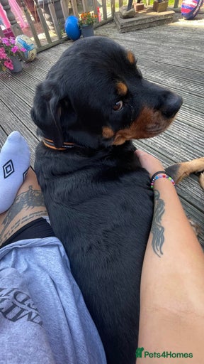 Gallery Image {{count}}