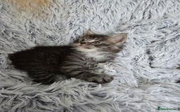 Maine Coon cats for sale: Maine coons babies 🐾 - Image 3