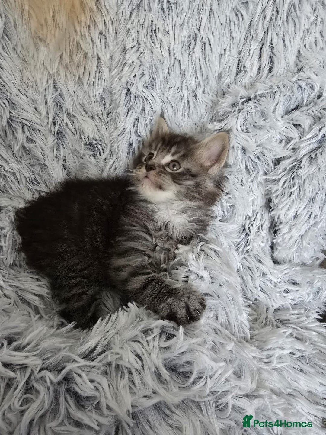 Maine Coon cats for sale: Maine coons babies 🐾 - Image 3
