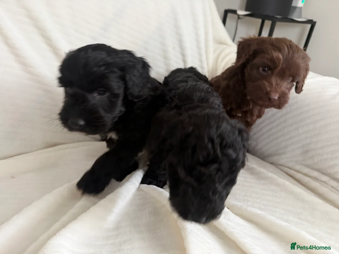 Cockapoo dogs for sale: CockerPoo  - Advert 4