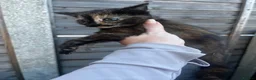 Mixed Breed cats for sale: 3 yard kittens for sale - Advert 2