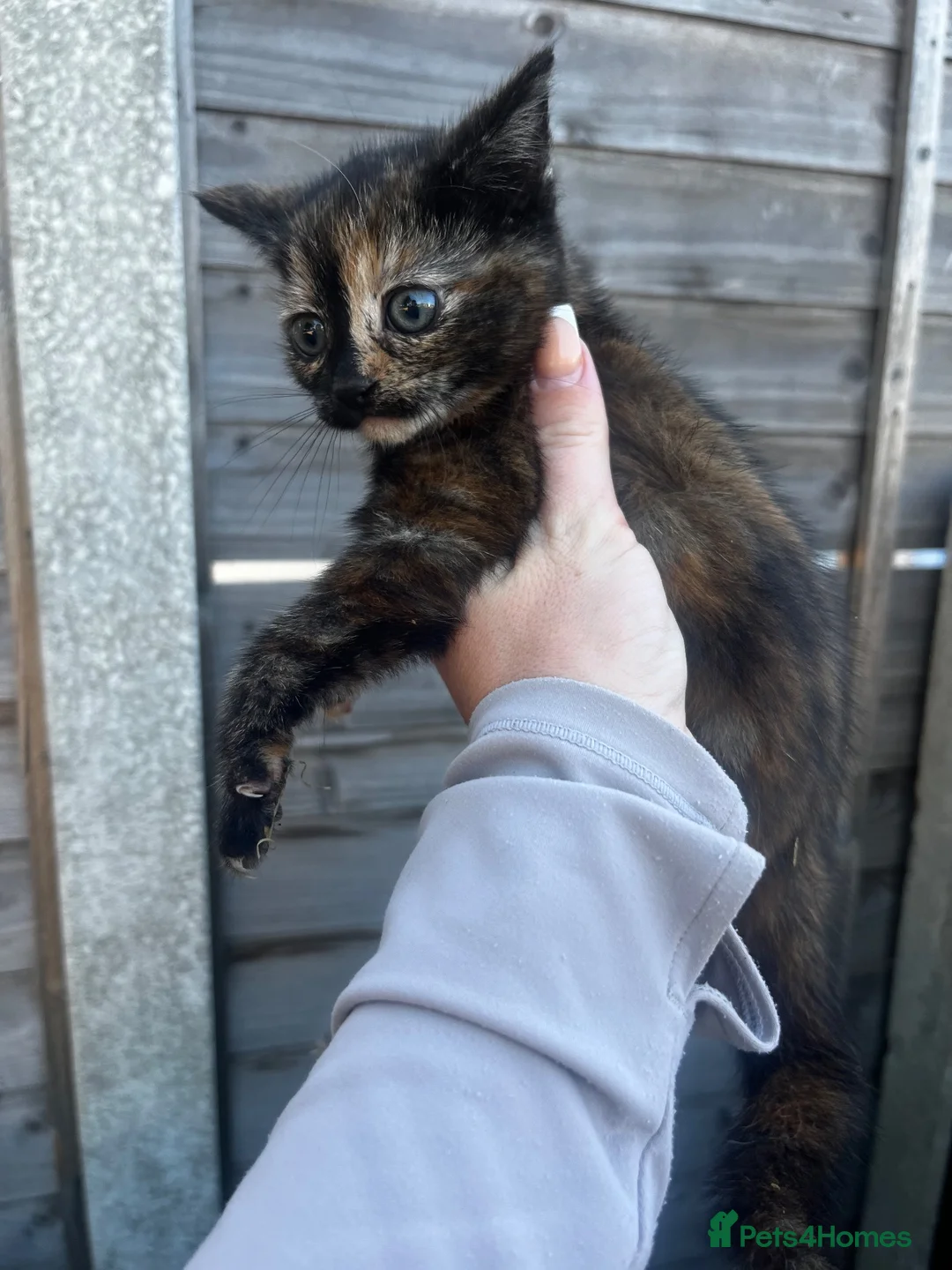 Mixed Breed cats for sale: 3 yard kittens for sale - Advert 2