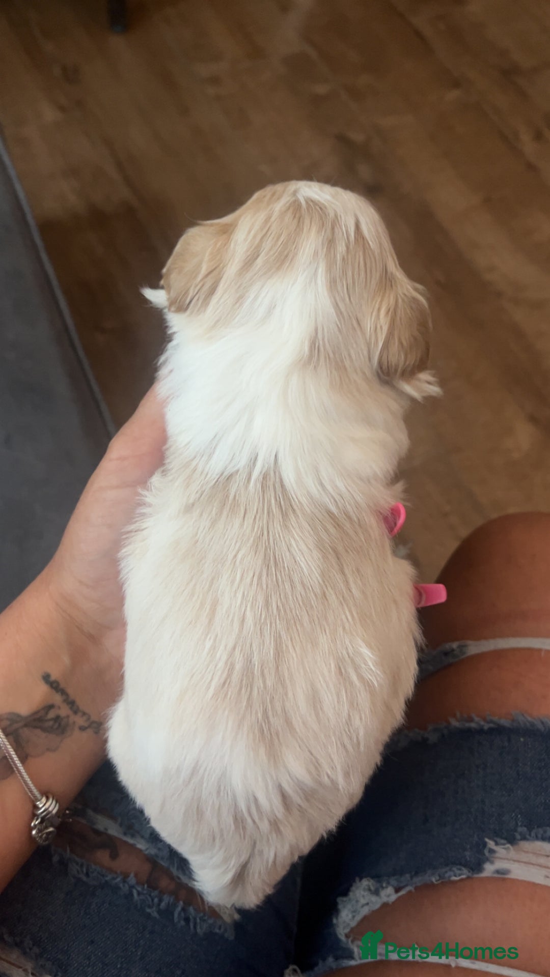 Shih Tzu dogs for sale: Cream and chocolate imperial shih tzu pups - Image 16
