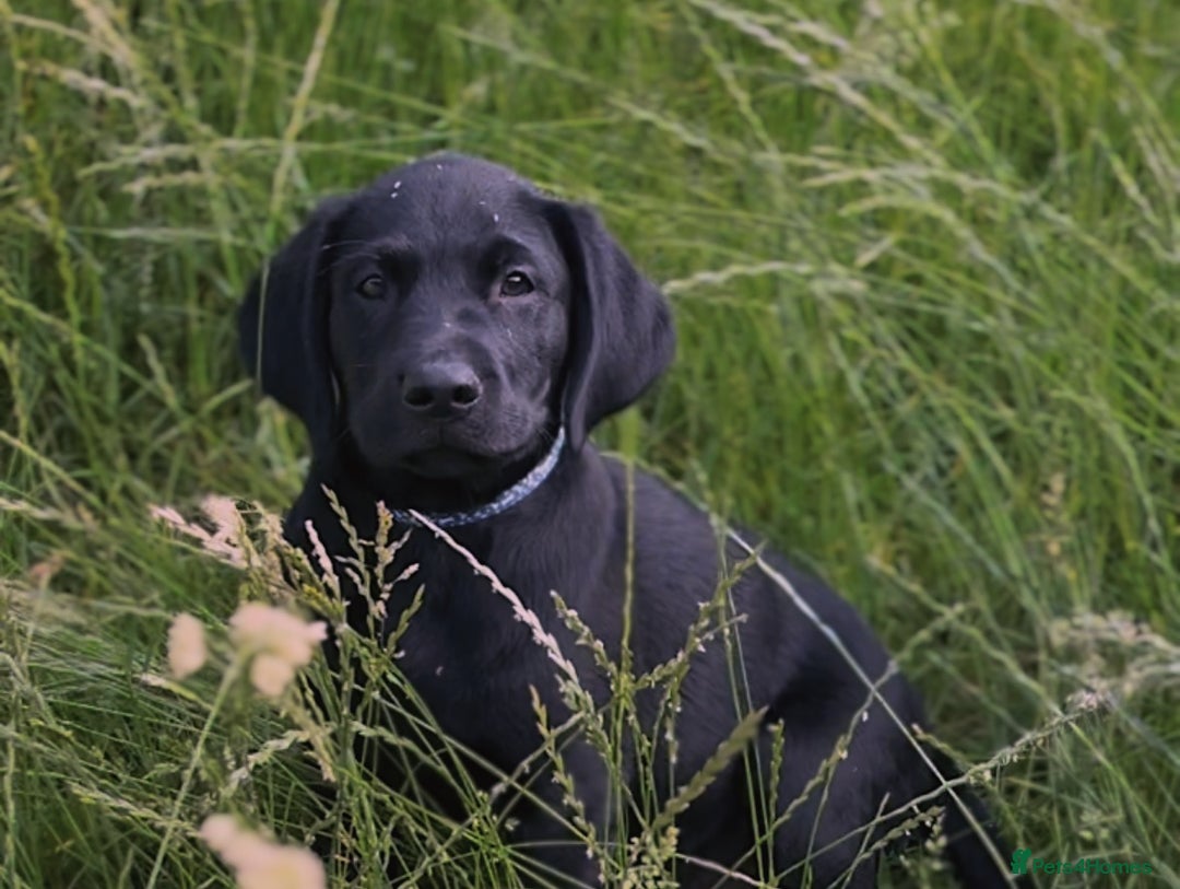 Labrador Retriever dogs for sale: Black Labrador Retriever Puppies  in Gillingham - Image 1
