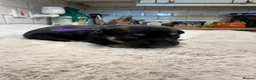 Mixed Breed dogs for sale: Fregal puppies - Advert 15