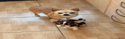 Chihuahua dogs for sale: Beautiful Severn  month old female Chihuahua in Loughborough - Advert 6