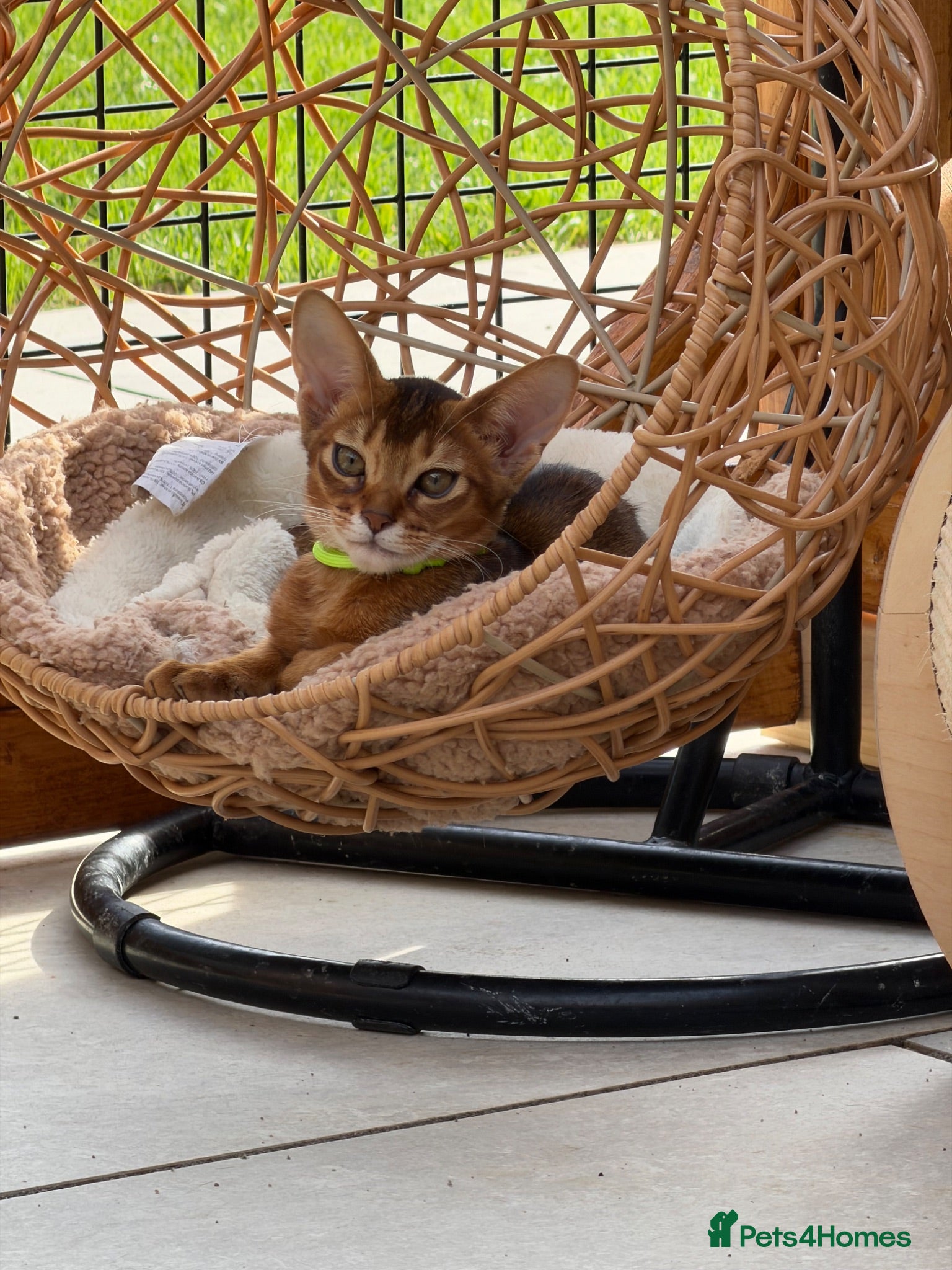 Abyssinian cats Pure breed Abyssinian kitten GCCF registered  - Advert 1