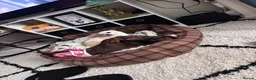 Chihuahua dogs for stud: 3 year old short haired Chi for stud (proven) - Advert 11