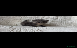 Mixed Breed cats for sale: Beautiful kittens For sale  - Image 16