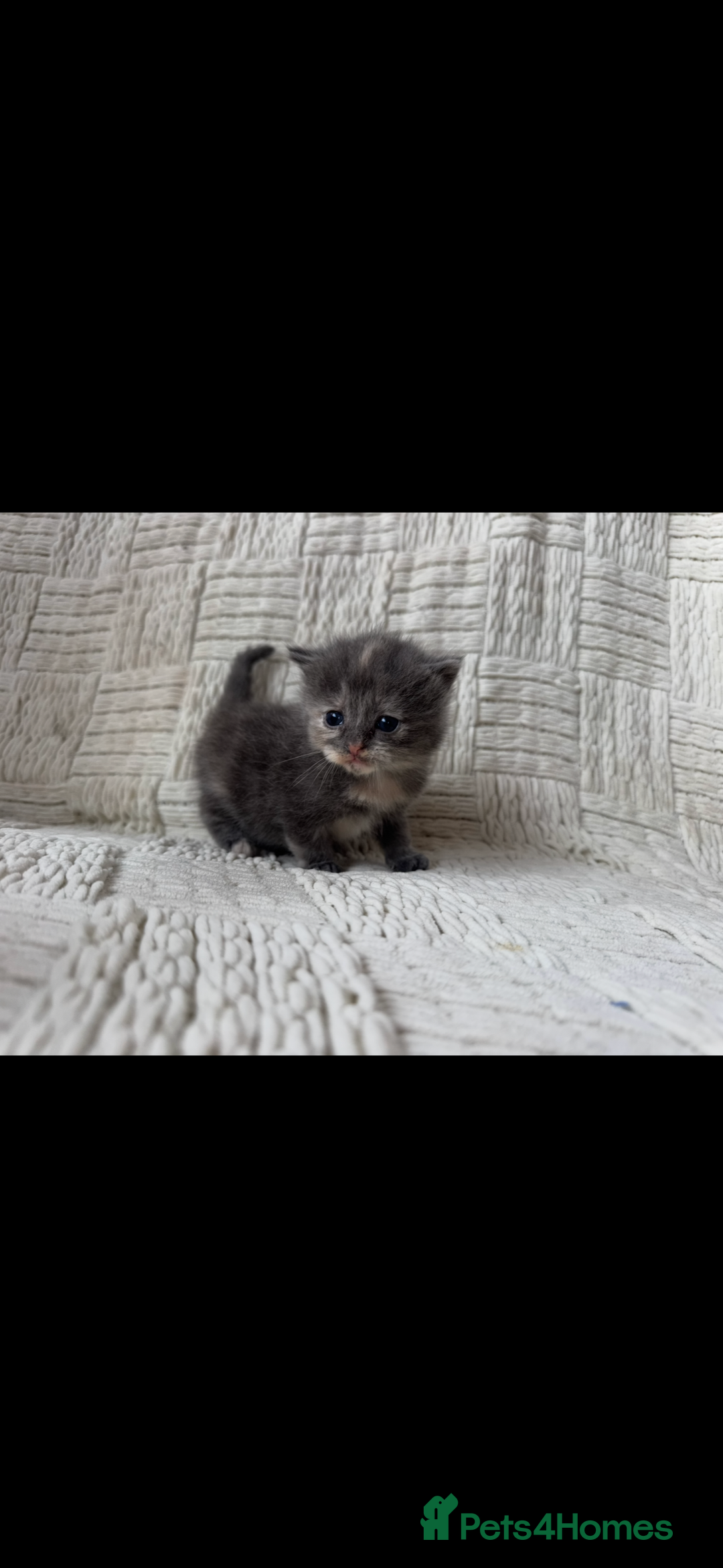 Mixed Breed cats for sale: Beautiful kittens For sale  - Image 16