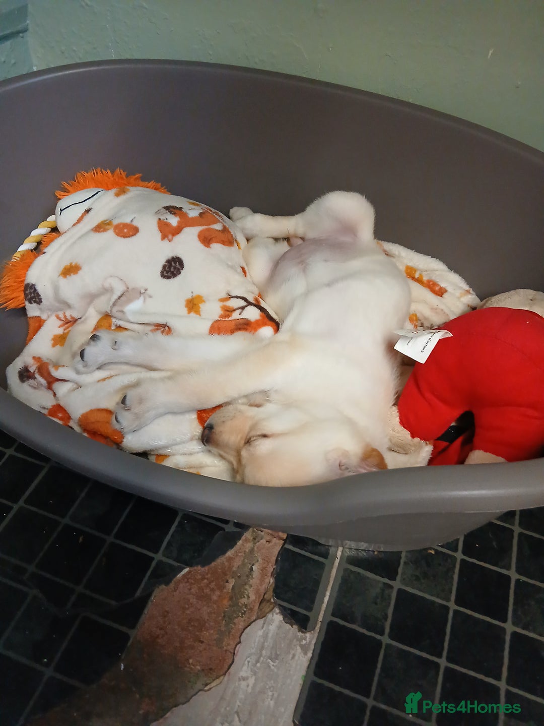 Labrador Retriever dogs for sale: 14 week labador  - Image 5