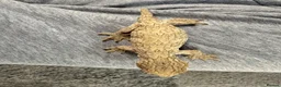 Gecko reptiles for sale: Male leachieanus gecko - Advert 2