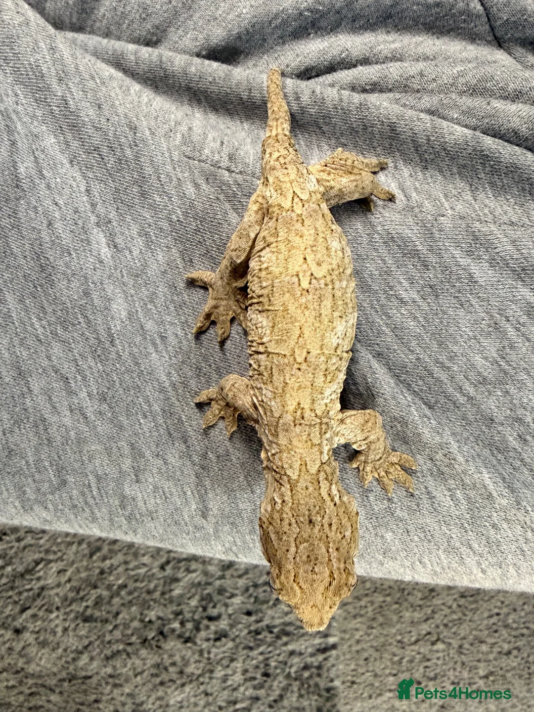 Gecko reptiles for sale: Male leachieanus gecko - Advert 2