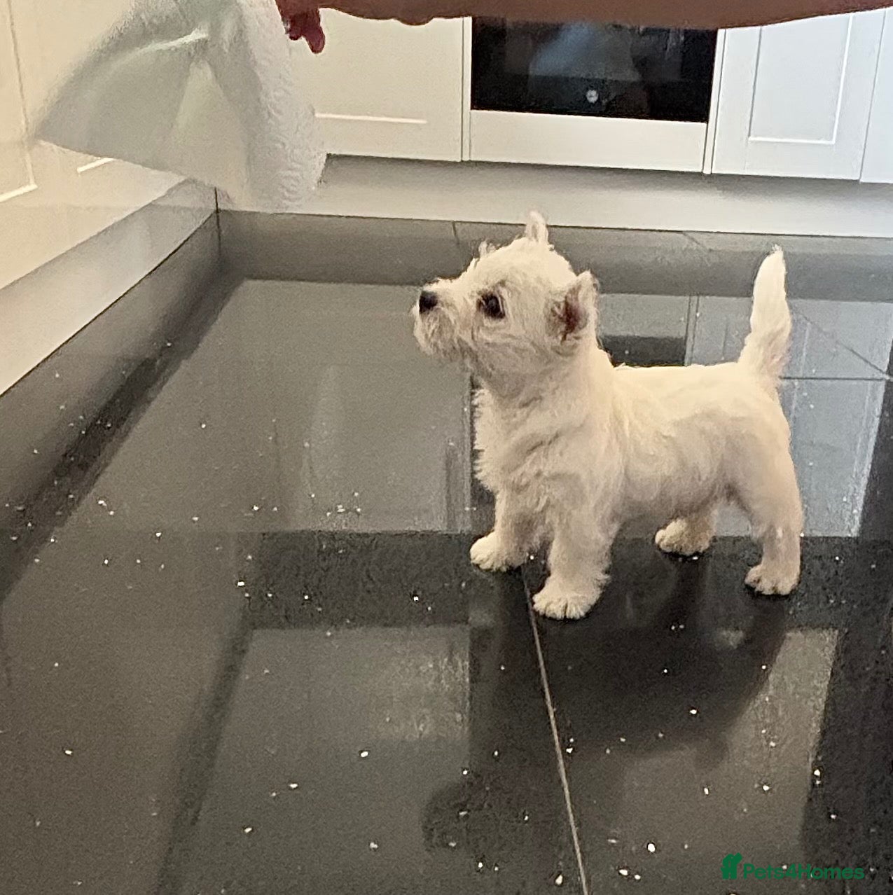 West Highland Terrier dogs West highland white terrier puppies  - Advert 1