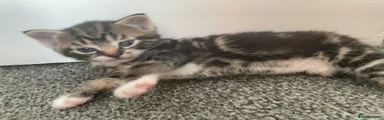 Mixed Breed Kitten 1
