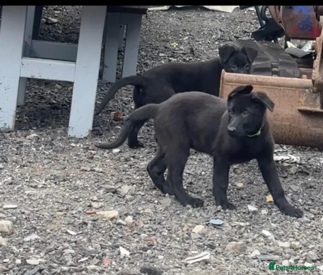 German Shepherd dogs for sale: Black German shepherd  - Advert 1