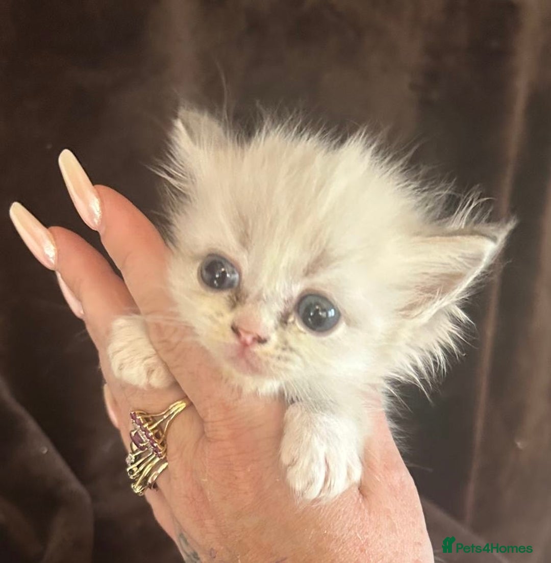 Ragdoll cats for sale: Beautiful ragdoll kittens  - Image 8