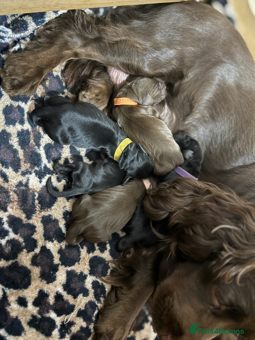 Cocker Spaniel dogs for sale: 3 Cocker Spaniel puppies. AVAILABLE TO VIEW - Advert 14