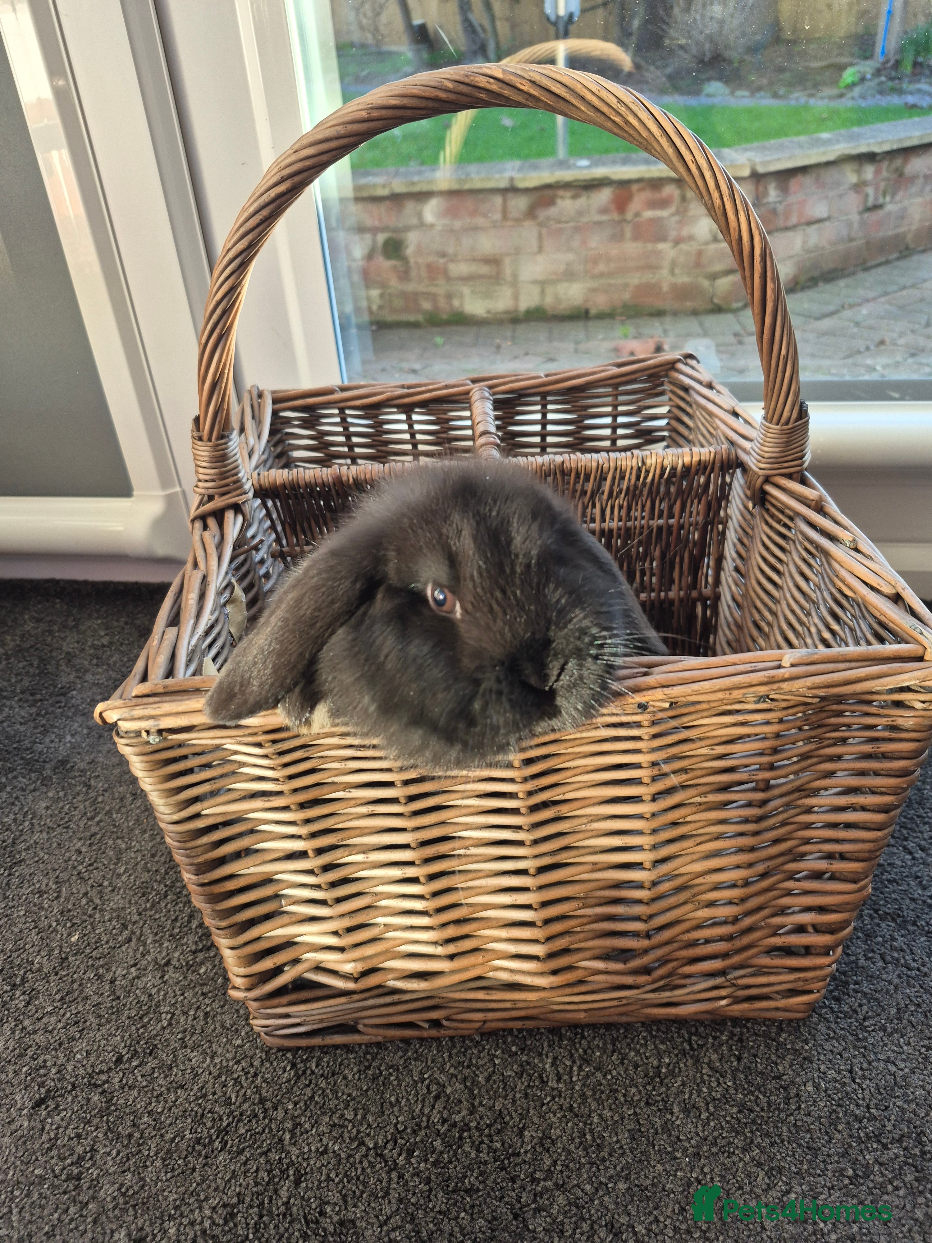 Mini Lop rabbits Mini lop buck - Advert 6