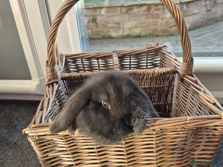 Mini Lop rabbits Mini lop buck - Advert 6