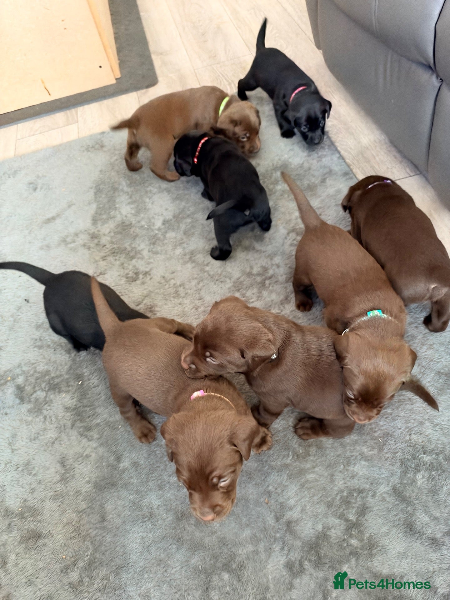 Labrador Retriever dogs for sale: black/chocolate Labrador puppy’s viewing welcome - Advert 19