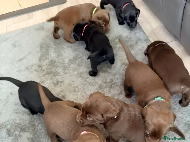 Labrador Retriever dogs for sale: black/chocolate Labrador puppy’s viewing welcome - Advert 6