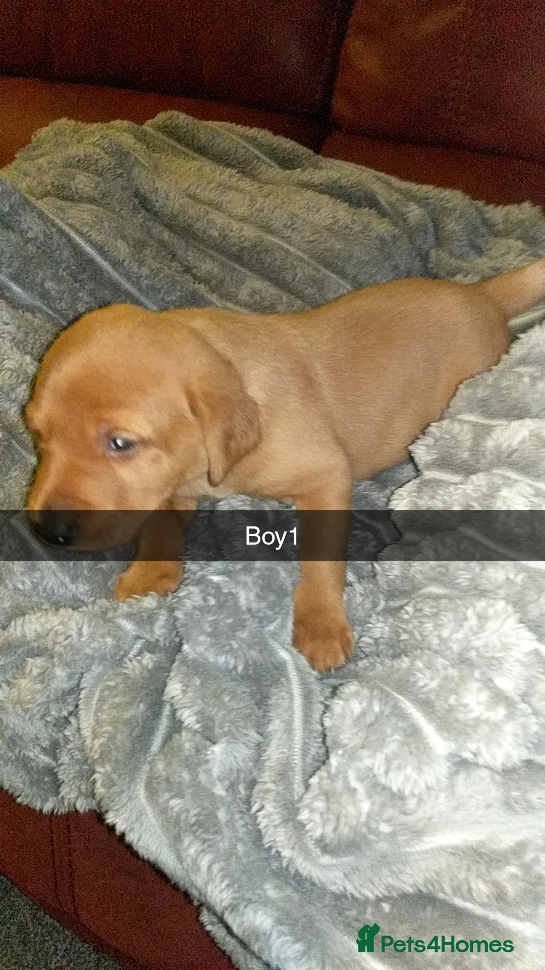 Labrador Retriever dogs for sale: Fox red labradour puppy  - Advert 3