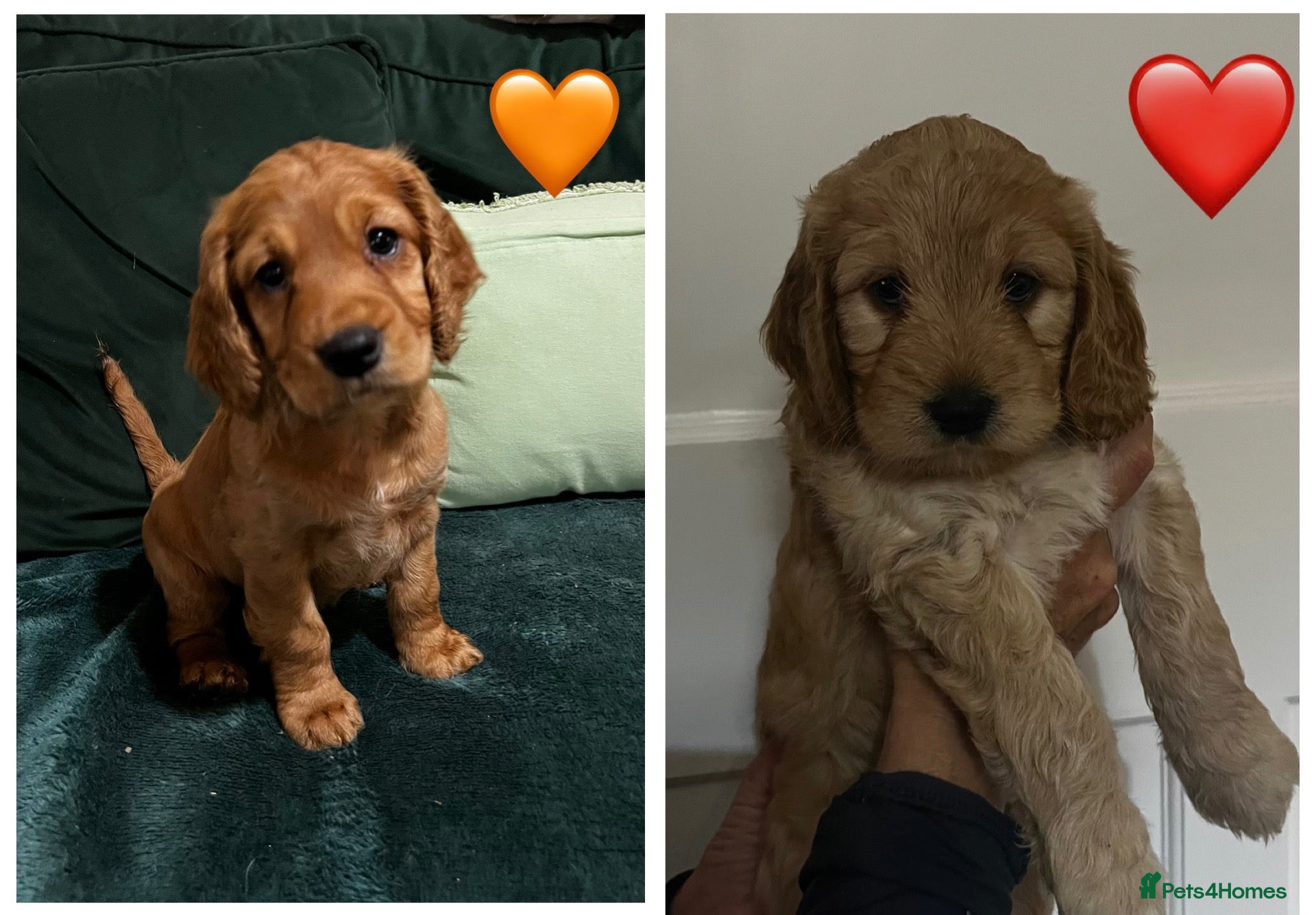 Cockapoo dogs 2 female red & apricot miniature Cockapoos - Advert 1