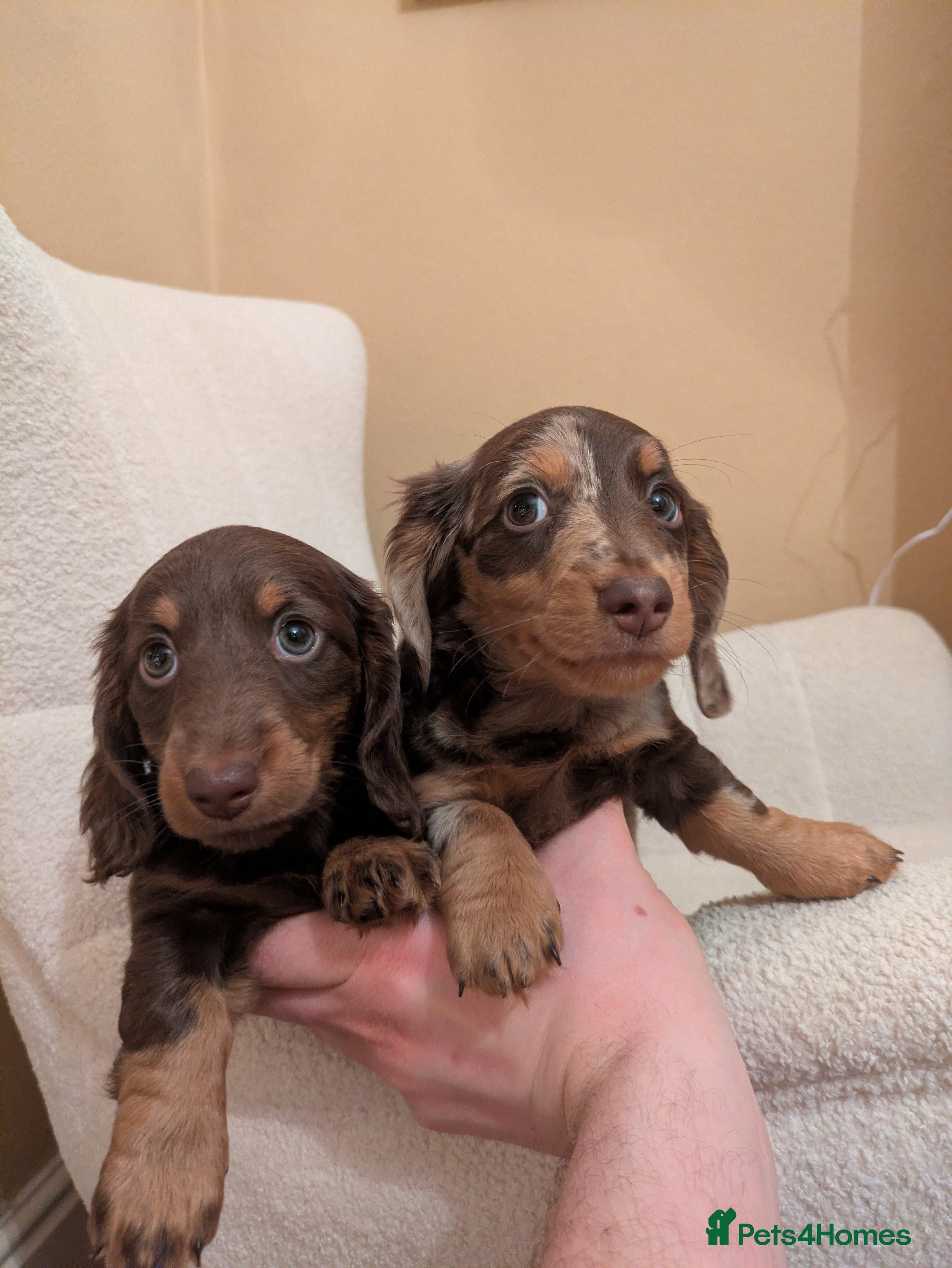 Miniature Dachshund dogs Miniature Long Haired Dachshund Puppies - Advert 2