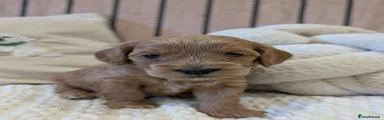 Cavapoo 3
