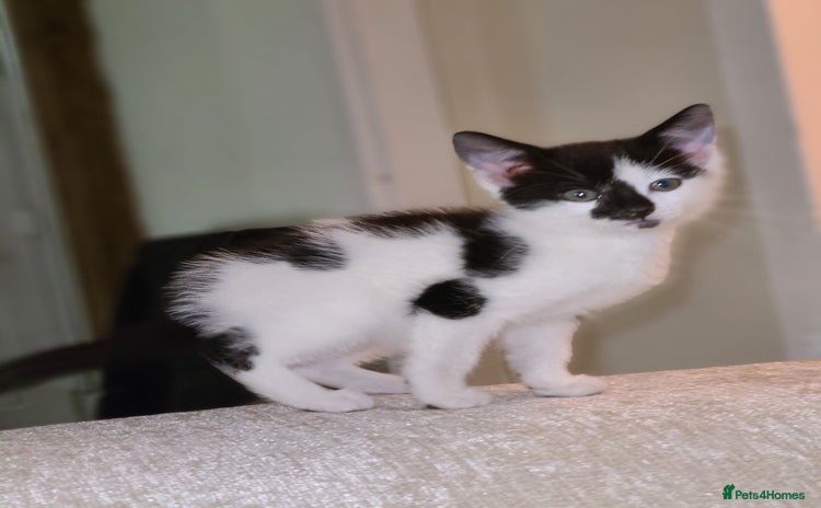 Mixed Breed cats Female kitten  - Advert 4