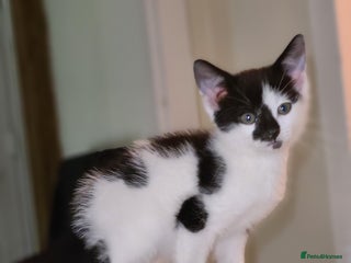 Mixed Breed cats Female kitten - Advert 1
