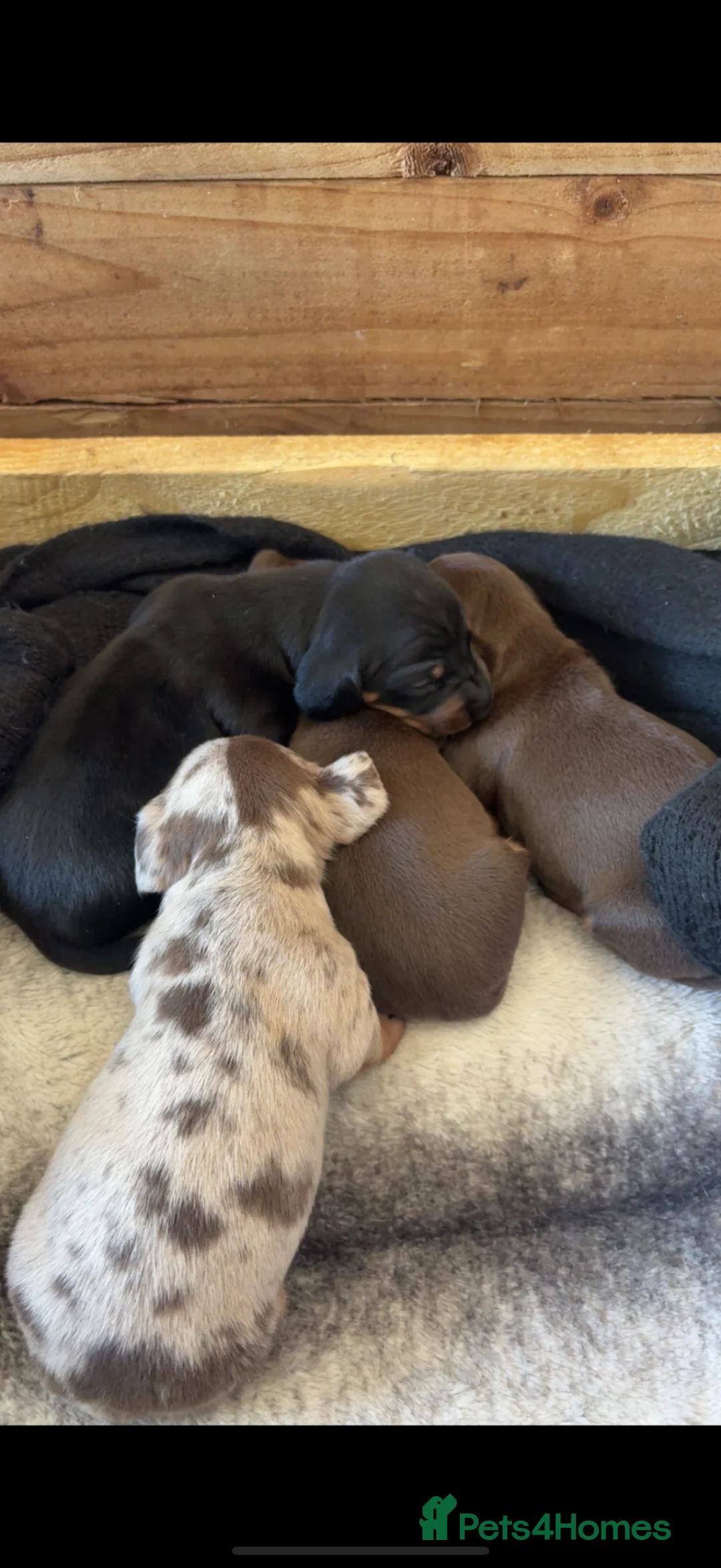Dachshund dogs for sale: Miniature Dachshund Puppies –Ready 4th June - Advert 2