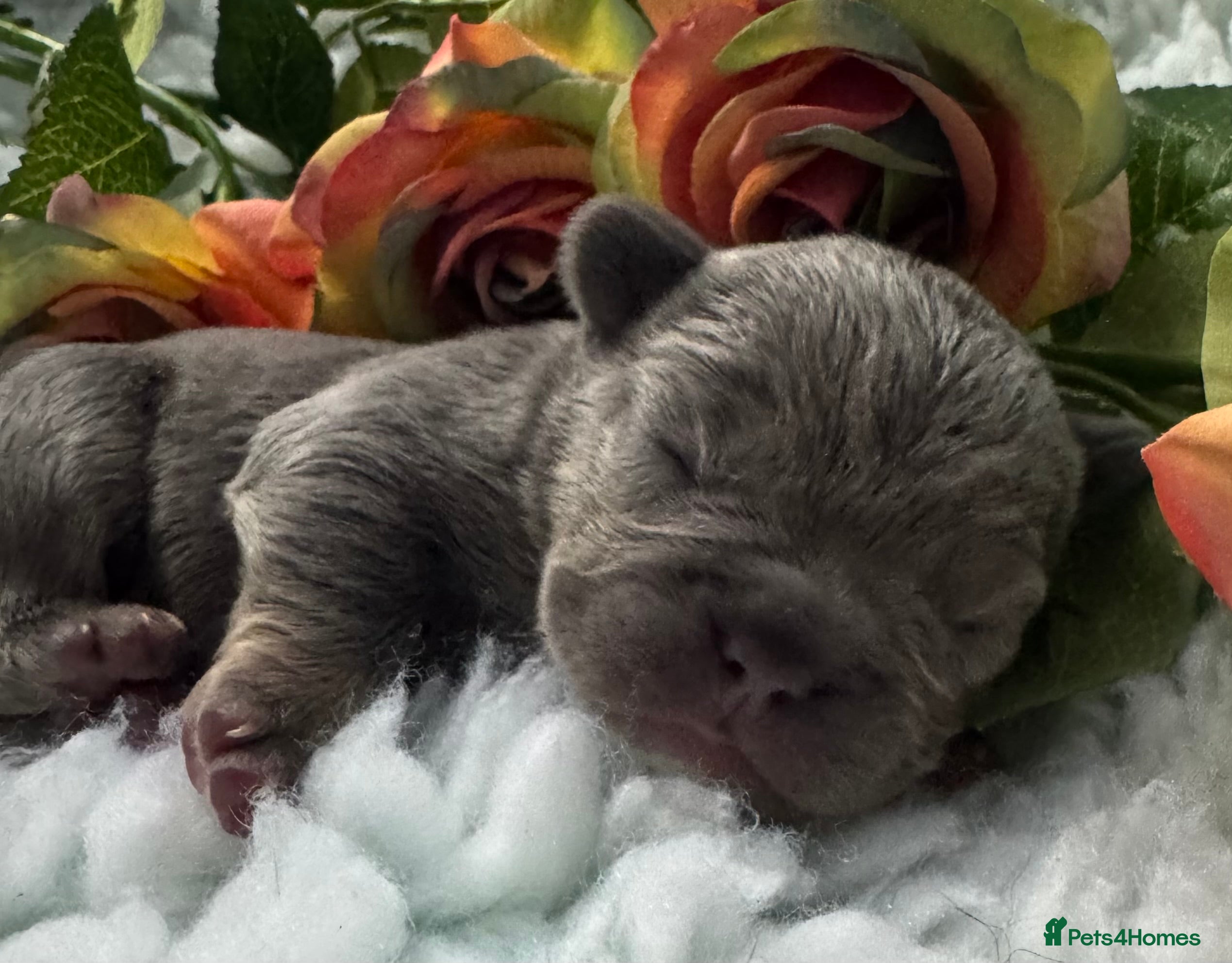 French Bulldog dogs Out standing french bulldogs merles carry fluffy - Advert 18