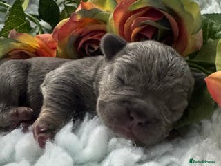 French Bulldog dogs Out standing french bulldogs merles carry fluffy - Advert 5