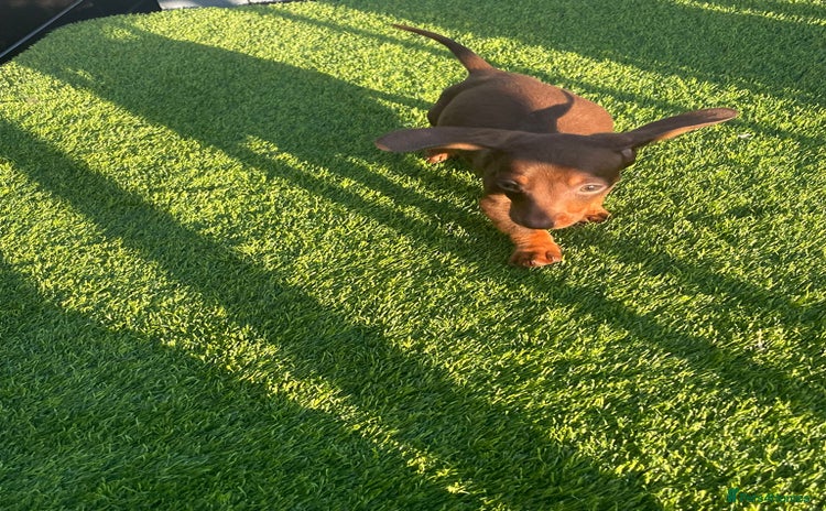 Miniature Dachshund dogs - Advert 7