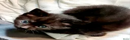 Mixed Breed cats for sale: Kittens  - Advert 3