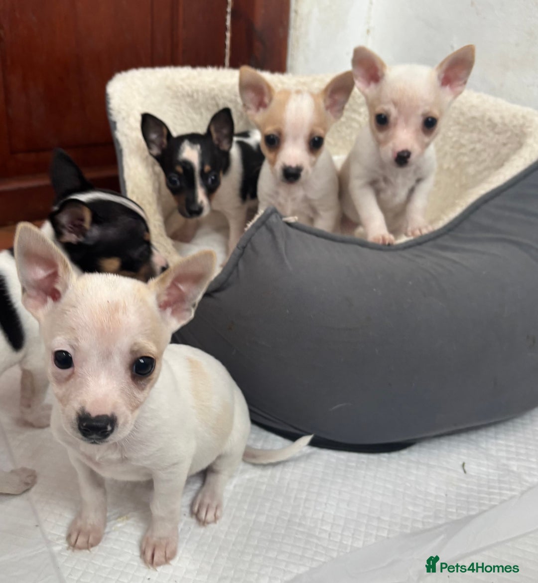Mixed Breed dogs for sale: Adorable Jack Russel x Chihuahua puppies  - Advert 3