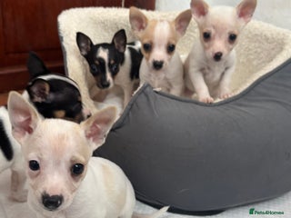 Mixed Breed dogs Adorable Jack Russel x Chihuahua puppies - Advert 5