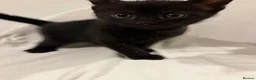 Mixed Breed cats for sale: Bengal Mix Kittens - Advert 31